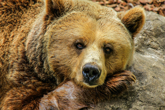 Das Krafttier Bär und seine spirituelle Bedeutung