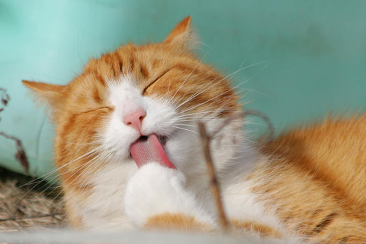 Krafttier Katze und ihre spirituelle Bedeutung