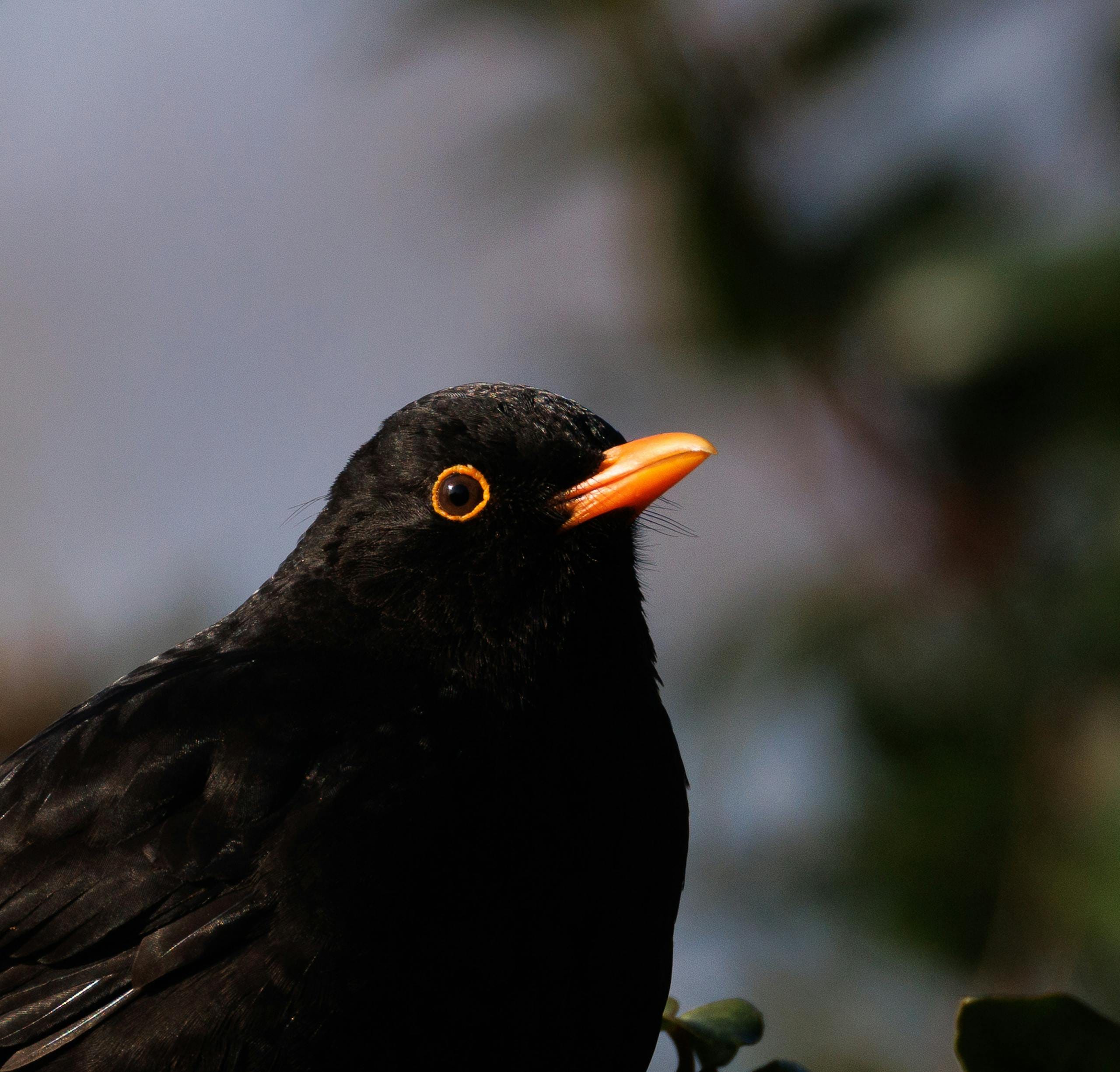 A close-up photo of a blackbird perched outdoors, showcasing its glossy black plumage and bright orange beak and eye-ring.