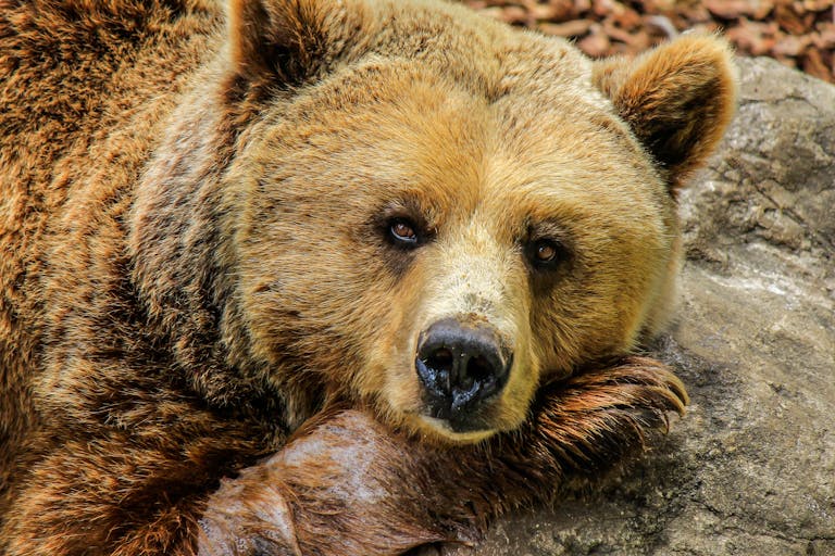 A detailed close-up portrait of a brown bear resting its head on a rock, showcasing its fur and serene expression.