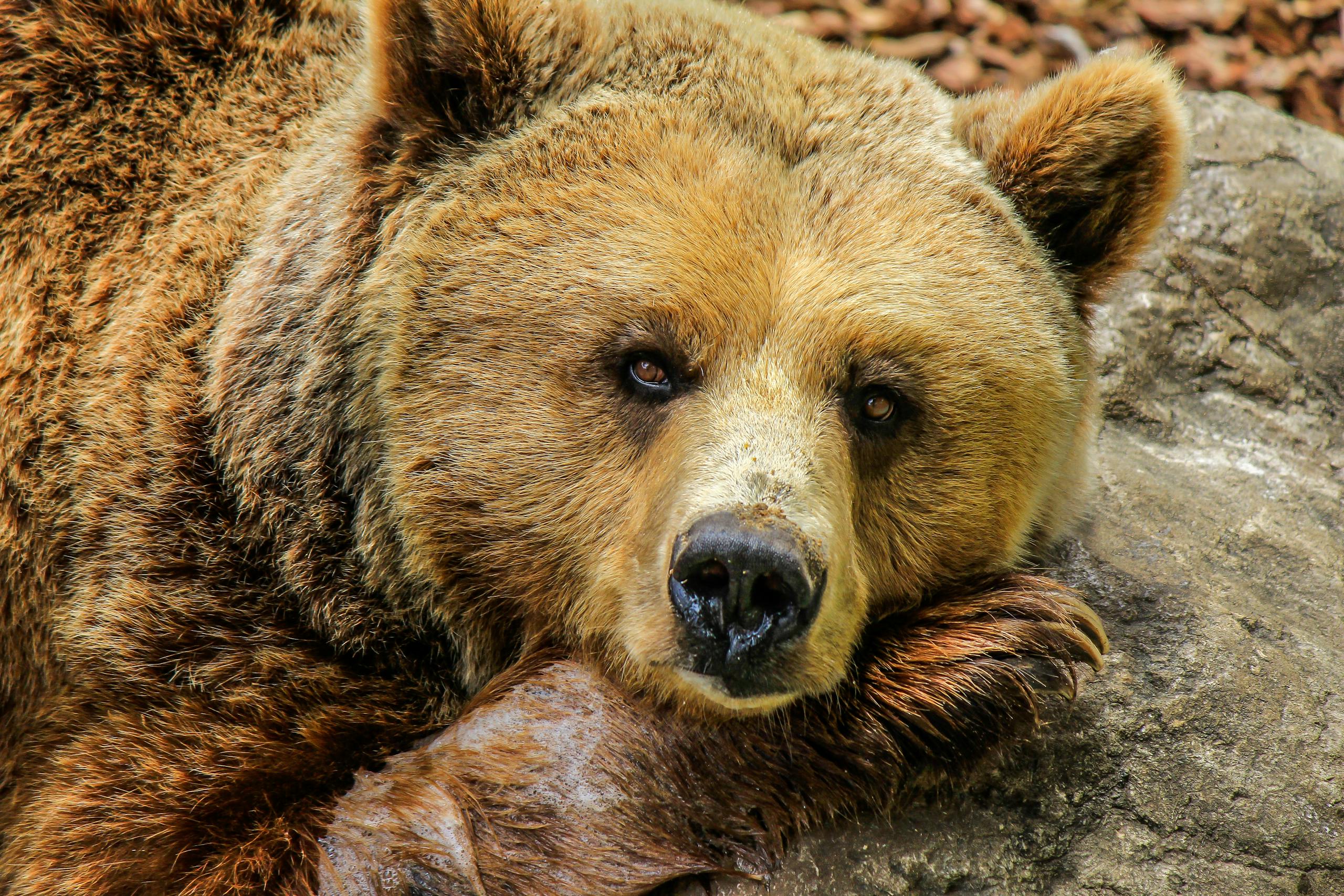 A detailed close-up portrait of a brown bear resting its head on a rock, showcasing its fur and serene expression.