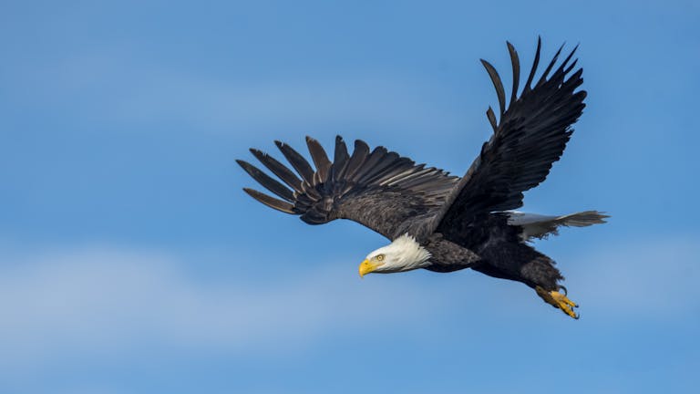 A stunning photograph of a bald eagle soaring gracefully with wings spread wide against a clear blue sky.