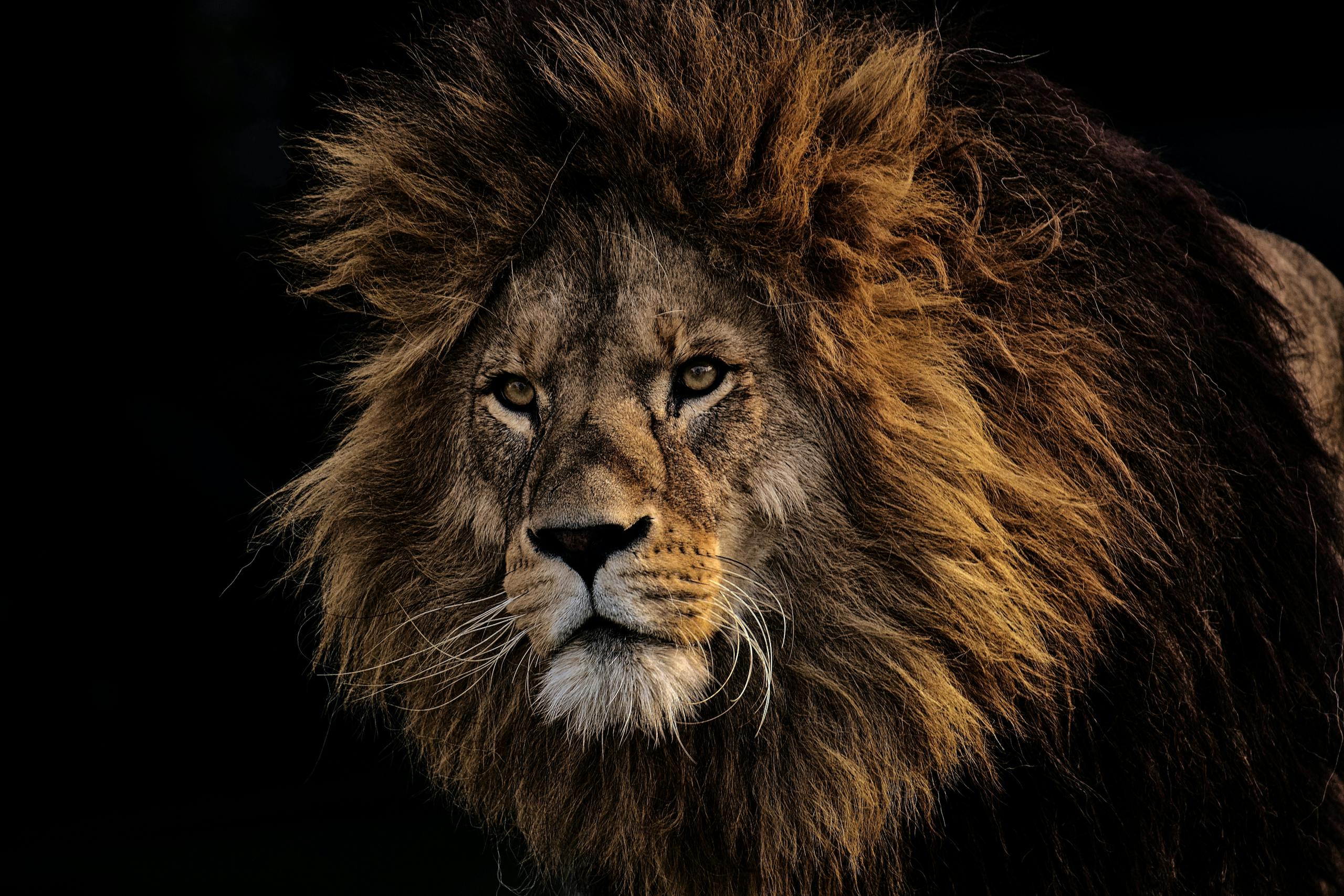 Close-up portrait of a majestic lion with a dark background, showcasing its powerful gaze and lush mane.