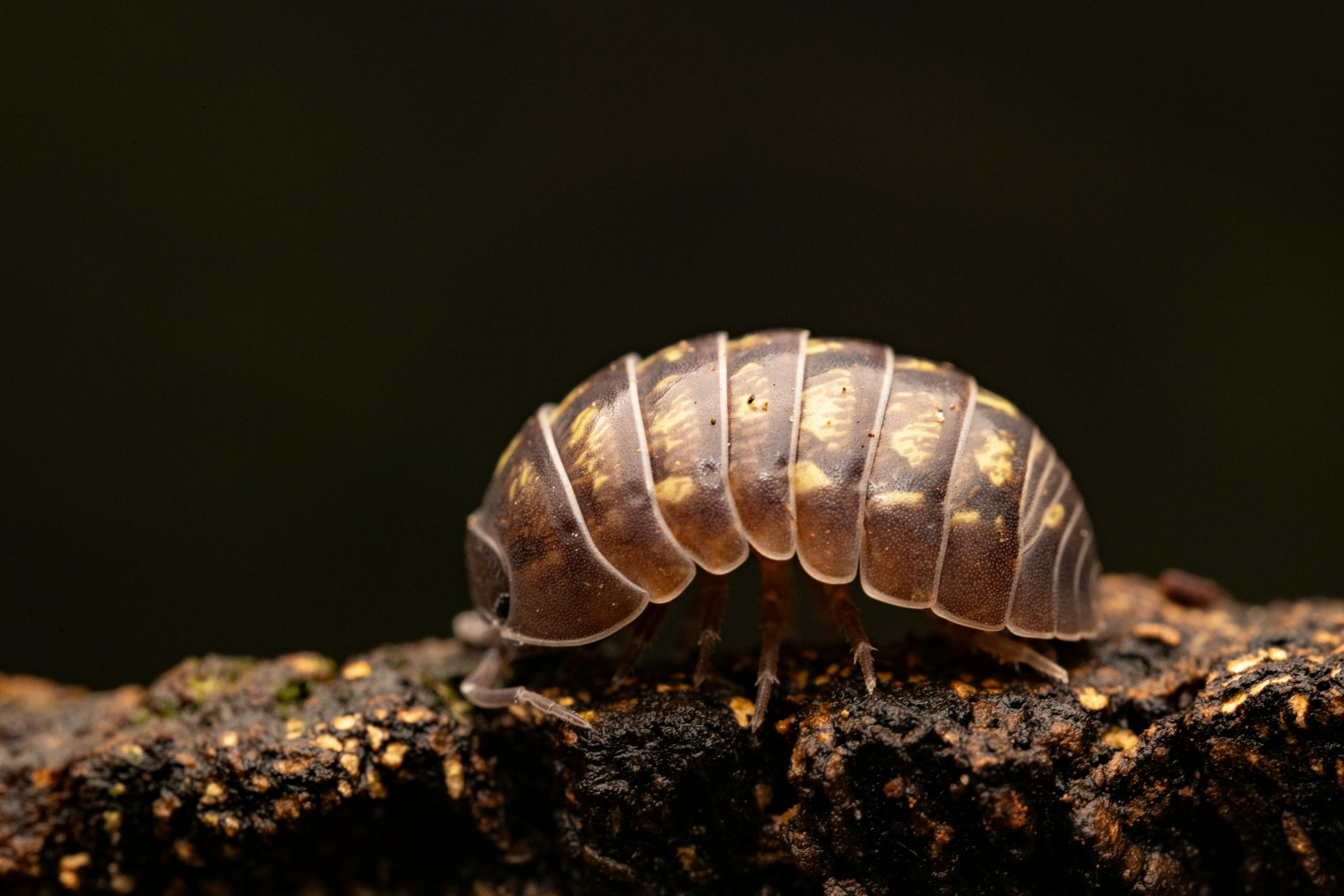 Detailed macro shot of a roly-poly (Armadillidium vulgare) on bark with dark background.
