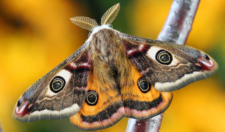 Detailed macro shot of Saturnia Pavoniella moth on a branch, showcasing vivid wing patterns.