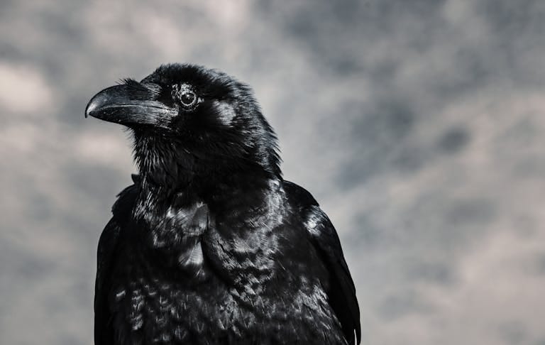 Striking black and white close-up of a raven showcasing its glossy feathers and keen eye.
